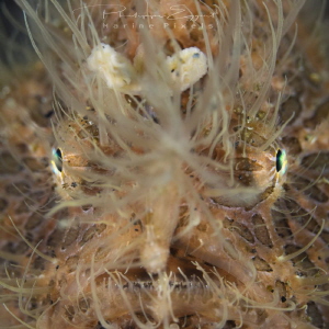 Hairy Frog fish close up portrait by Philippe Eggert 